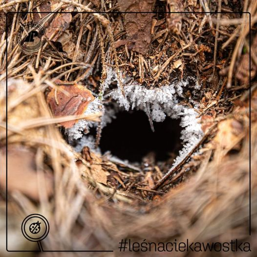 livebirdspoland_3050268f19776cbf401ce084188c0062.png