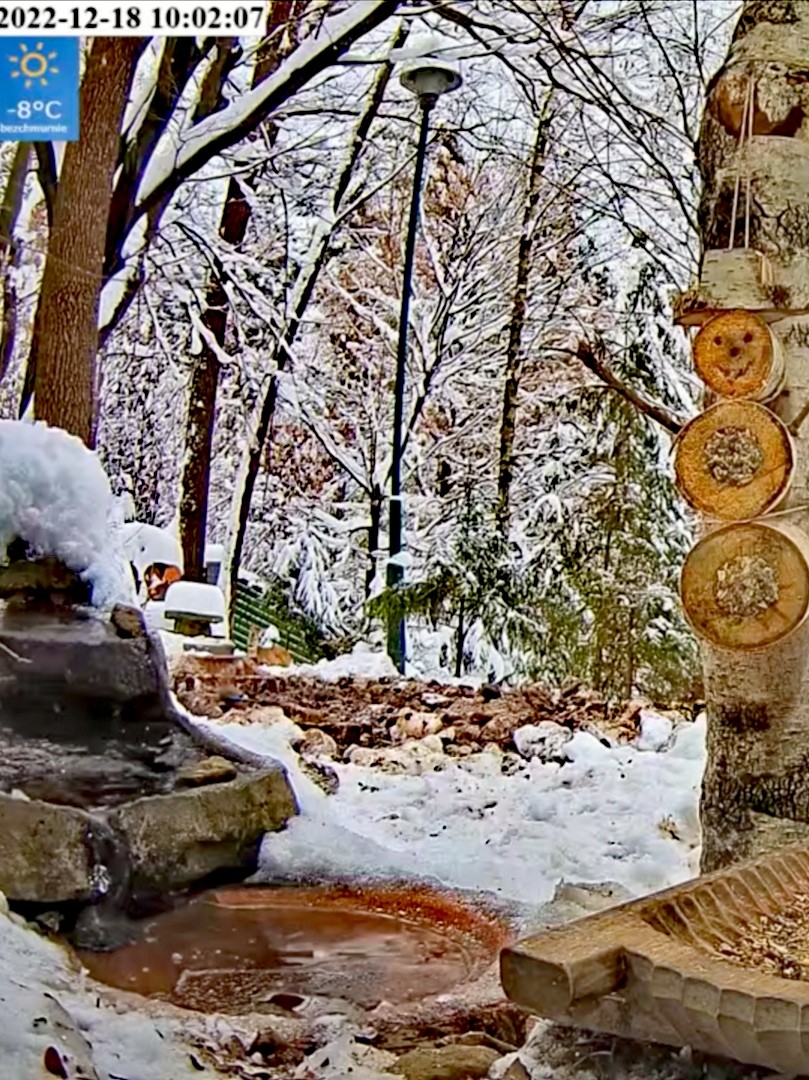 livebirdspoland_b4d228235751083741565c896eace327.jpg