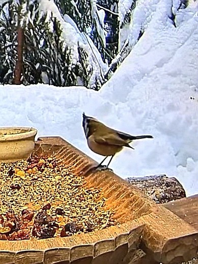 livebirdspoland_52373af2512bd81924d41ed3da086e1f.jpg