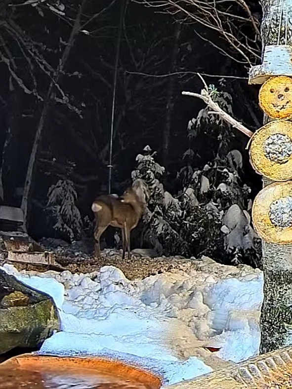 livebirdspoland_61c281faa4edd9685d5f1296bd33eb57.jpg