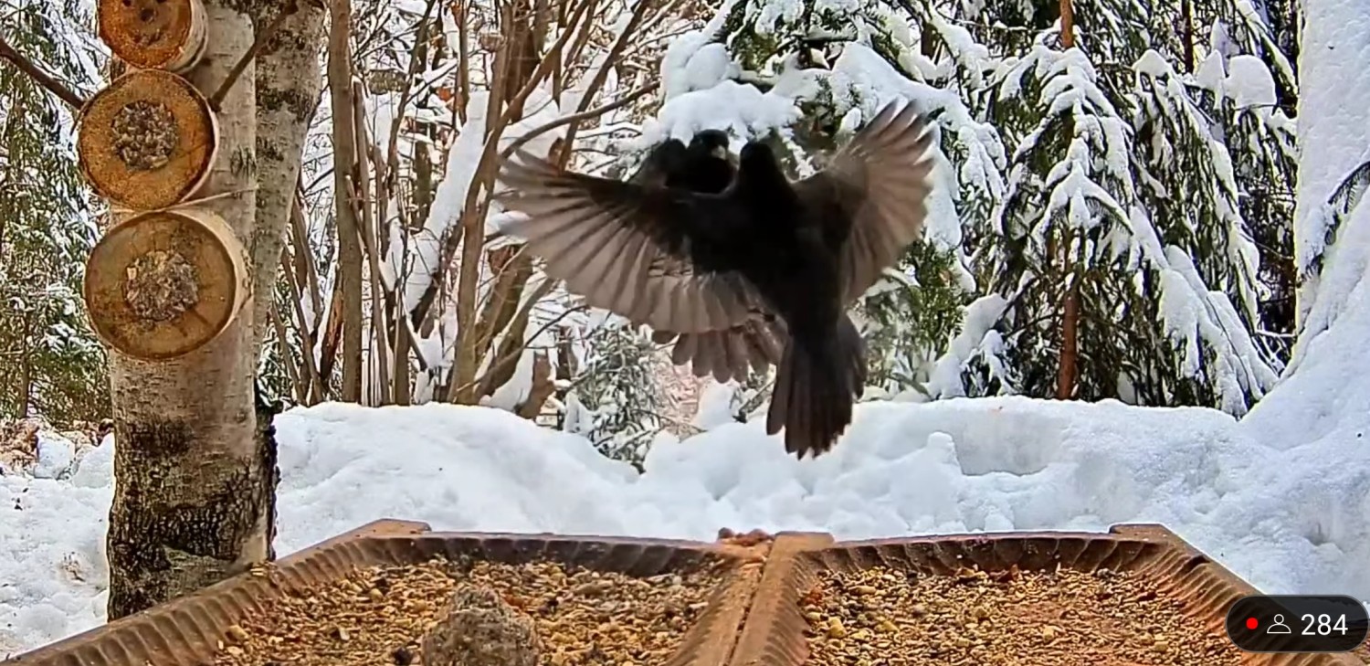 livebirdspoland_b15138dc68ef091cffff2a89e8d3dc97.jpg