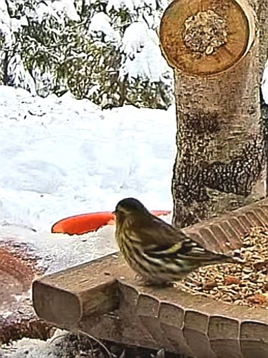 livebirdspoland_2efcf6ef6e8facb85e5fd55c60101da8.jpg