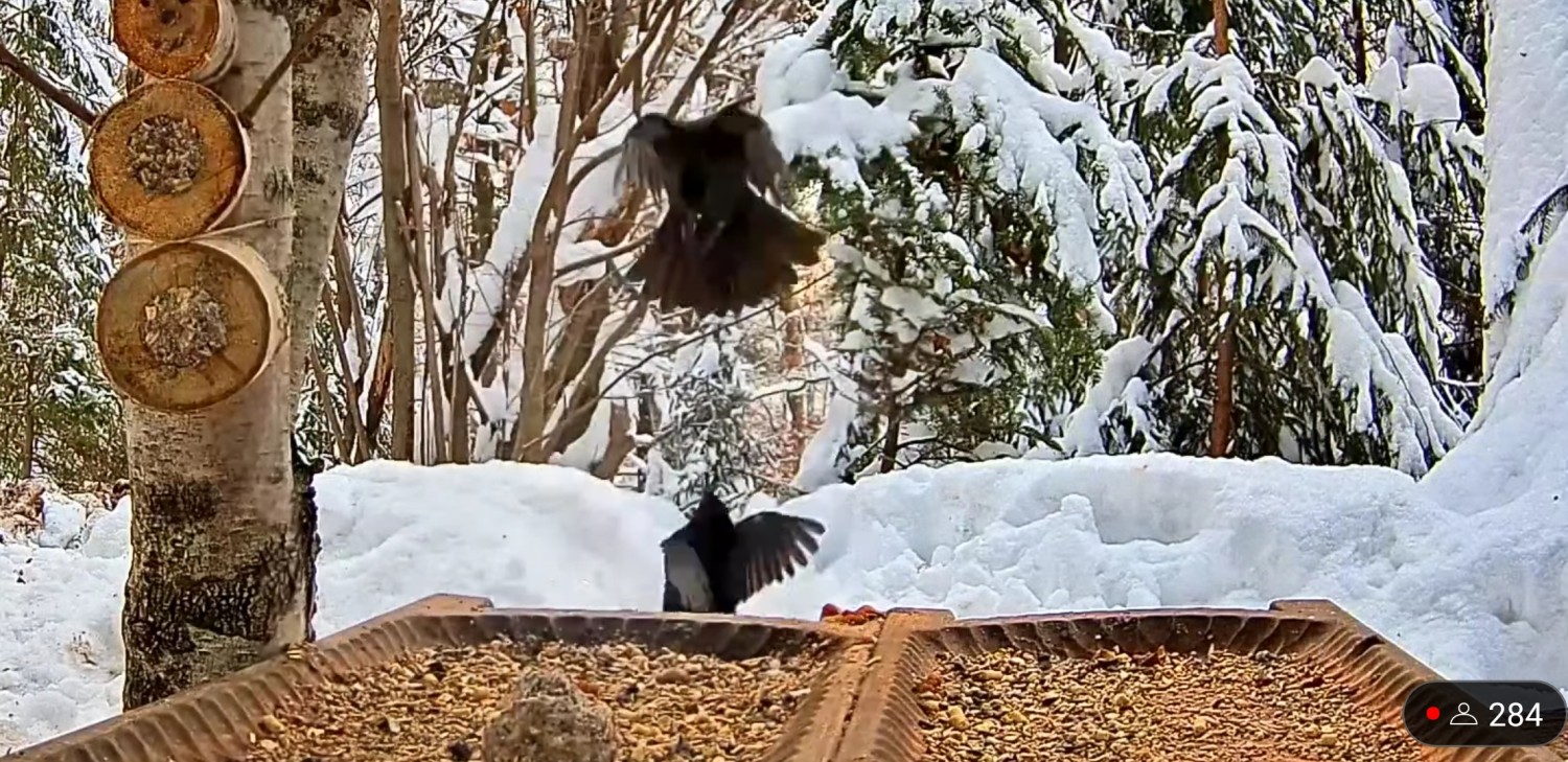 livebirdspoland_b777c858aa0987dec3ea7d5de6ce2784.jpg