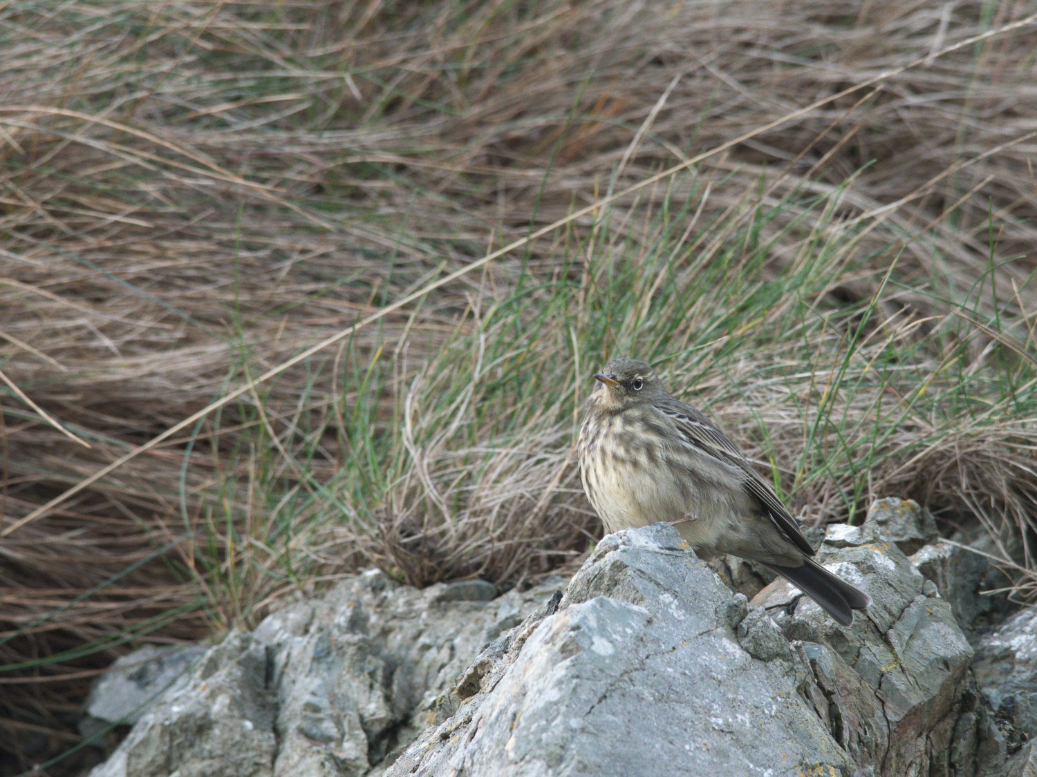 livebirdspoland_38a1eb0ad4adb3740c59c7beb993cf7c.jpg