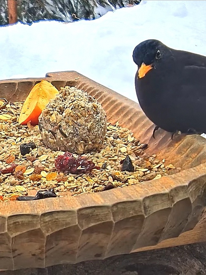livebirdspoland_b4e2d53a816e04a1aeca46a304813f79.jpg