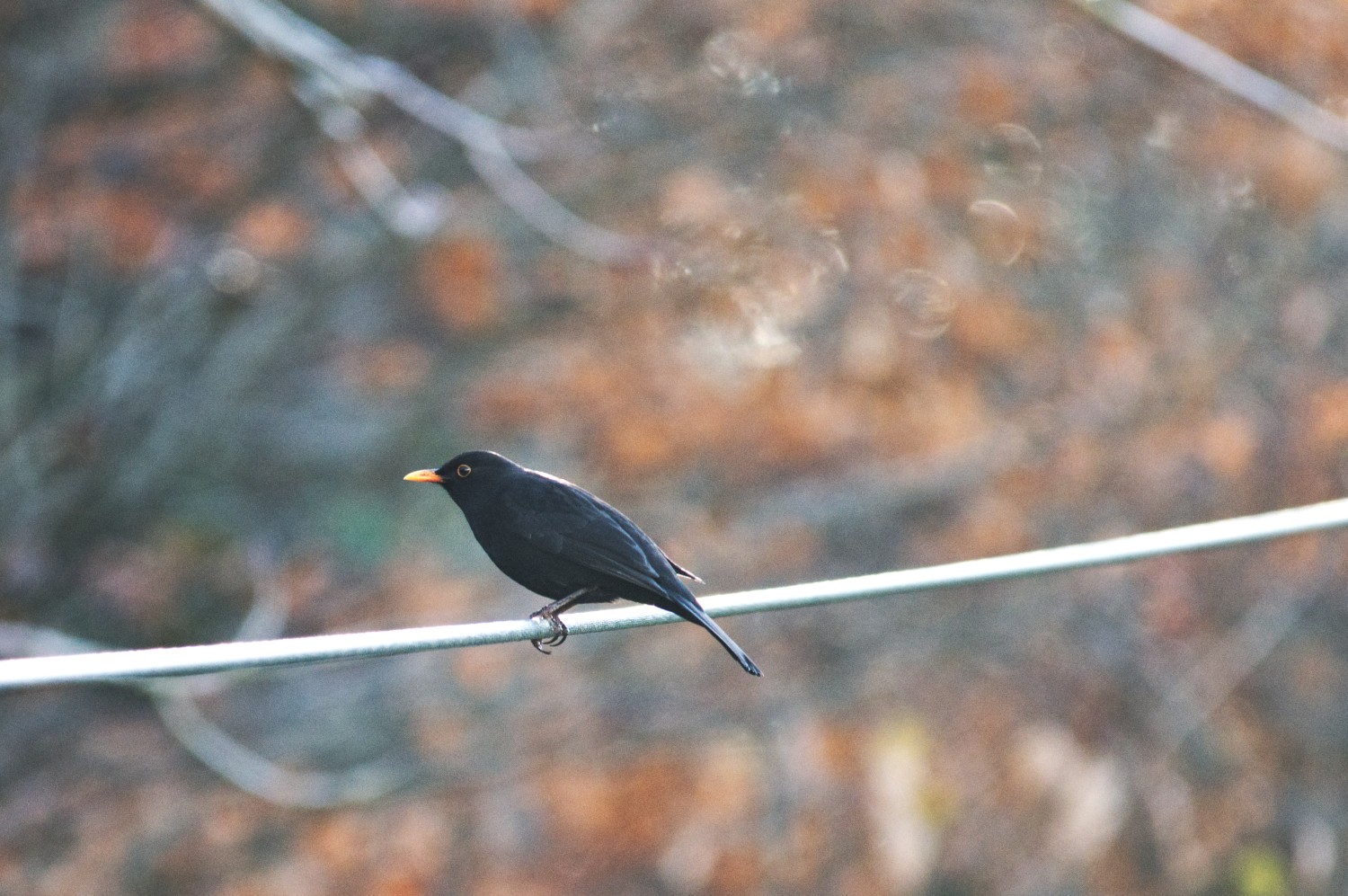 livebirdspoland_4b11456694e74bf142ad6278f4e80250.jpg