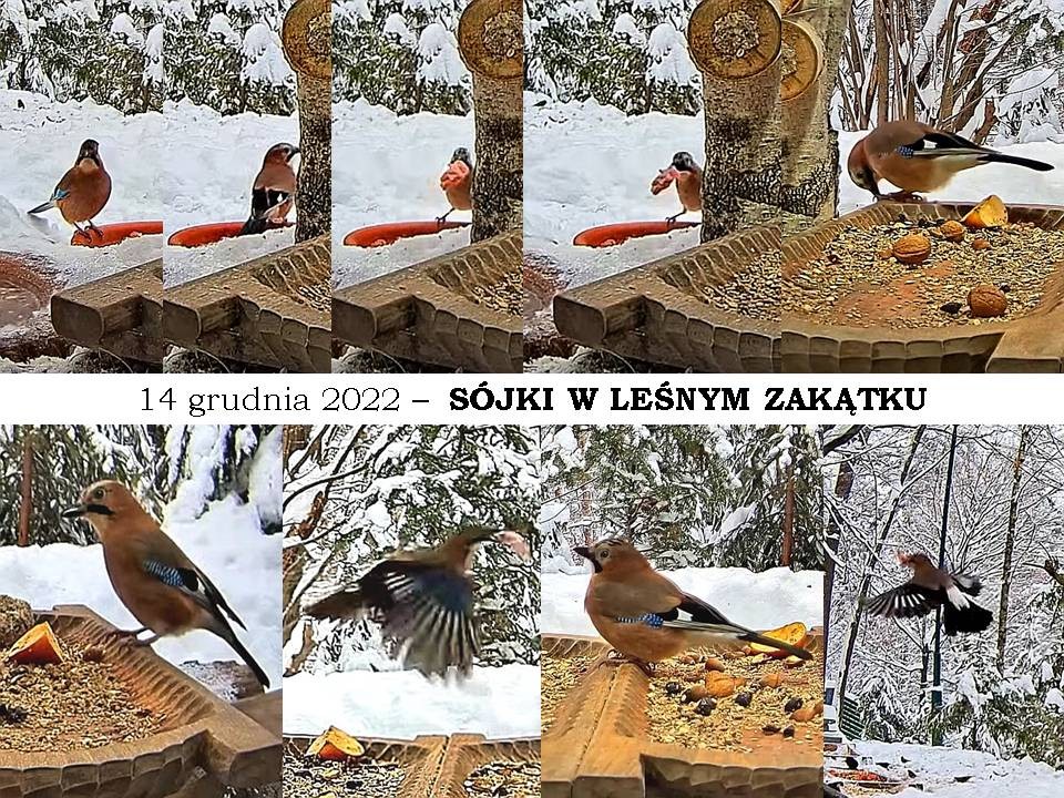 livebirdspoland_1b5bd607327903dba5fcba3717ca9bf6.jpg