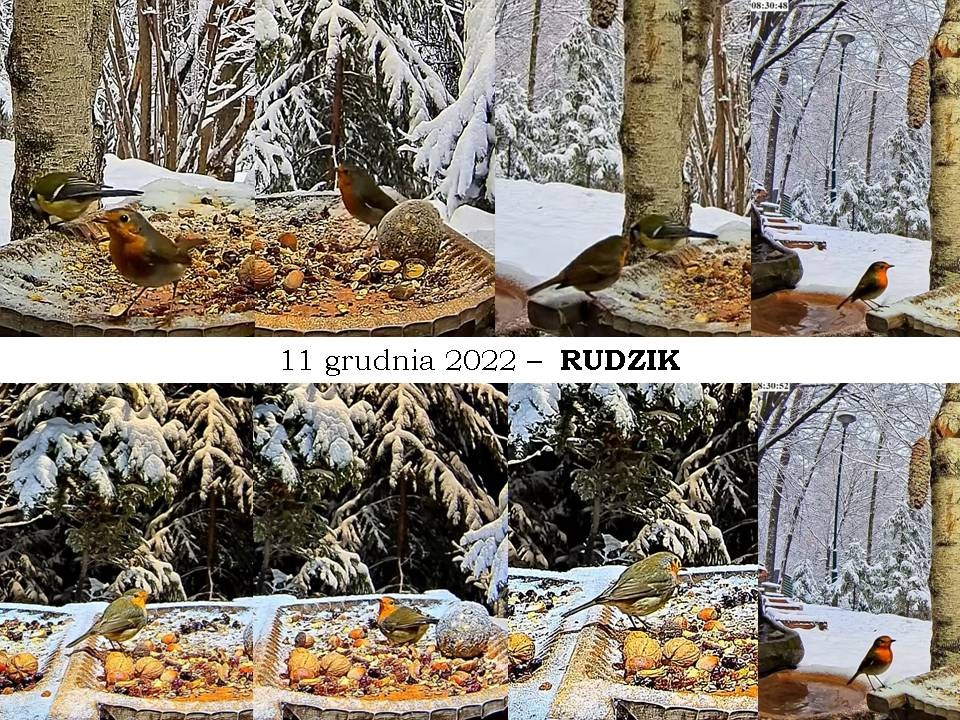 livebirdspoland_cc2bdf4877aa925239609b32bac10f55.jpg