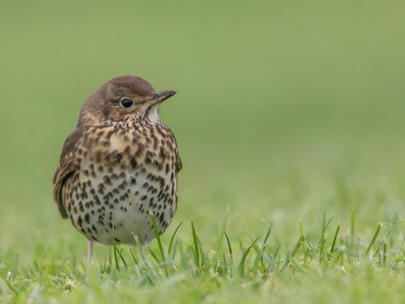 livebirdspoland_58ce699184cd8ac60c897d4252f766b7.png