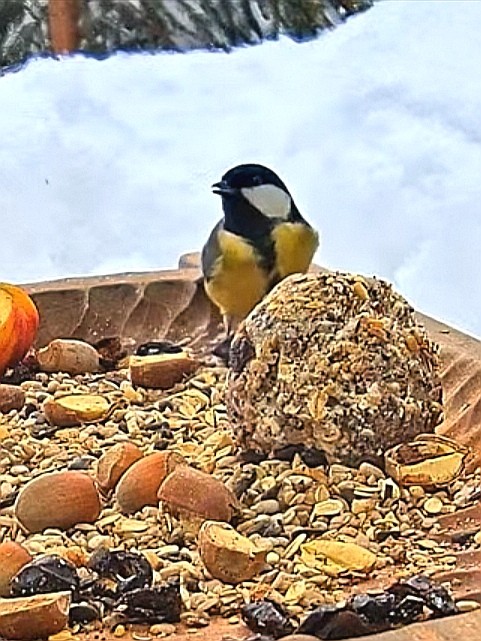 livebirdspoland_c13b2c98d95f88c4ee16d924a093f8b6.jpg