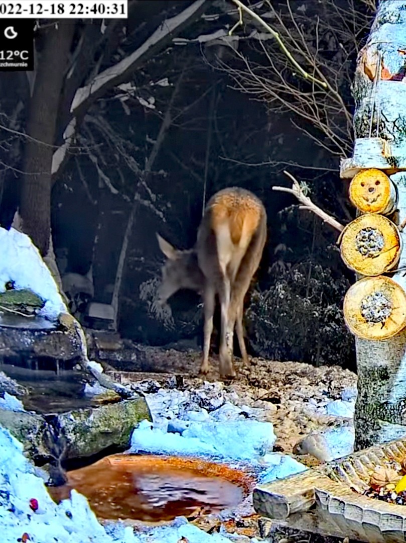 livebirdspoland_ca1c3d1cf02b0dc56729164919912f24.jpg