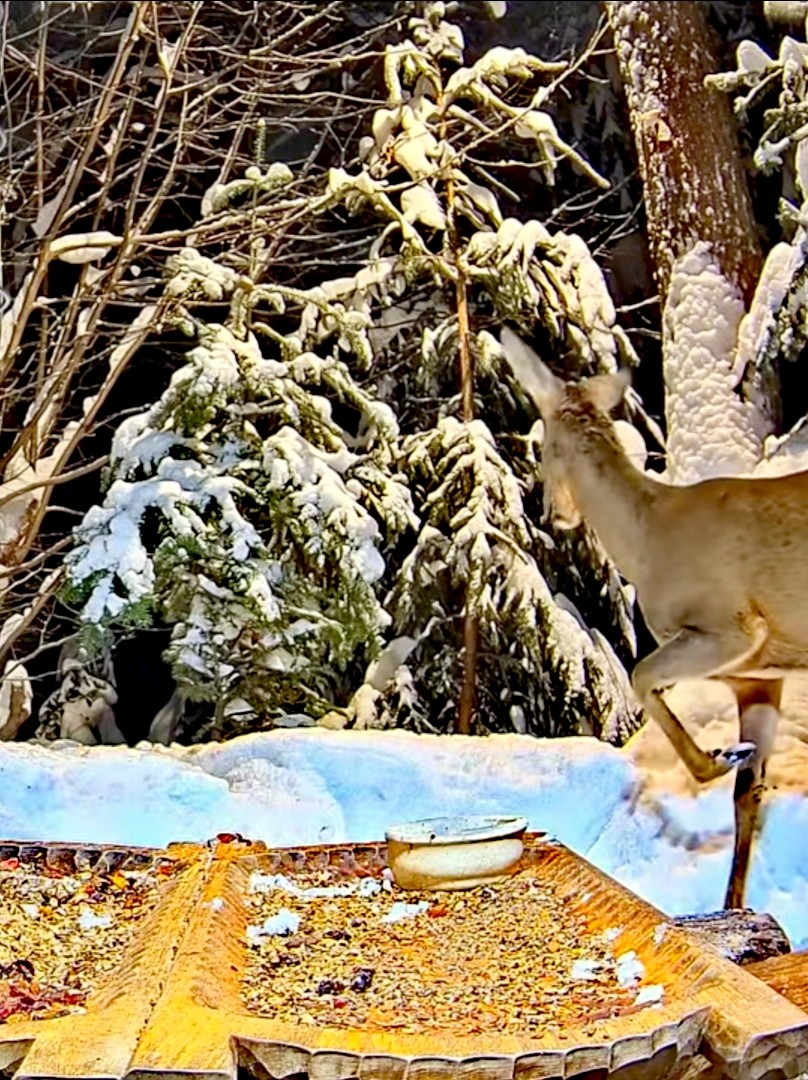 livebirdspoland_c00e5f36ddd58c43b32b897f5c58c1b3.jpg
