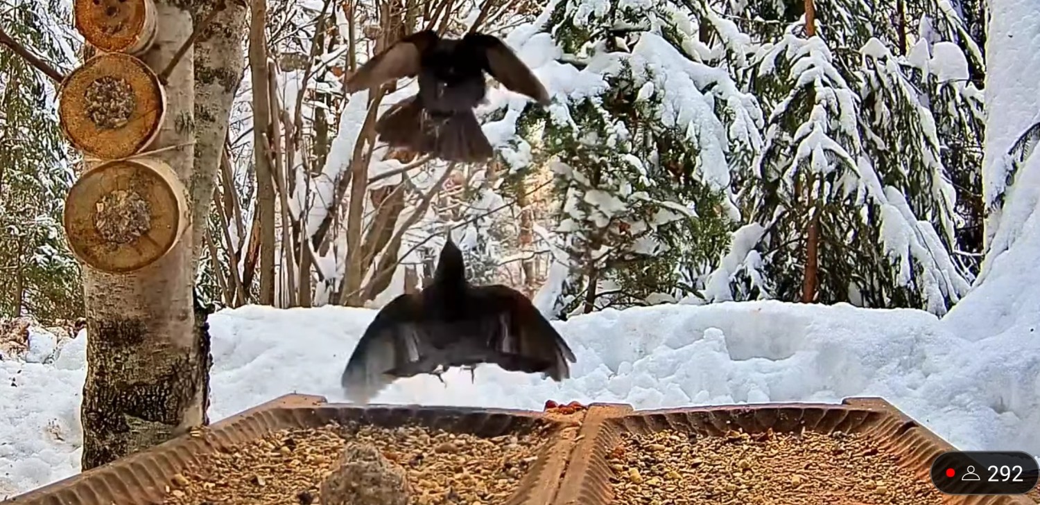 livebirdspoland_59e9e63fb96998fe9b8e04bdf31ad785.jpg