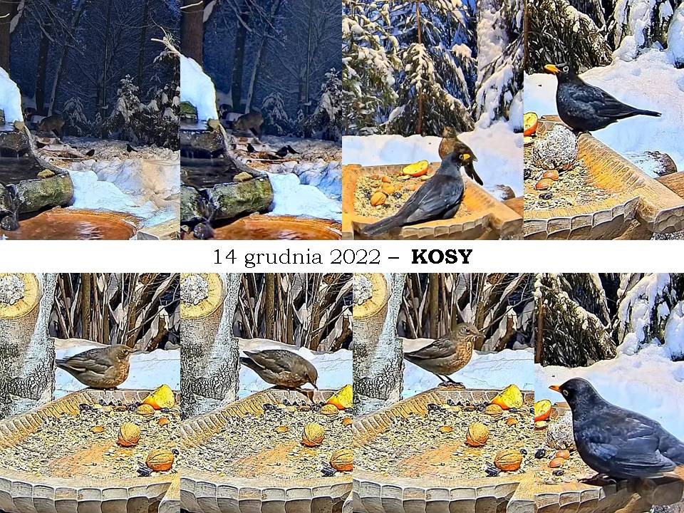 livebirdspoland_ccd0c1969c14e939a451f589ae9de5d8.jpg
