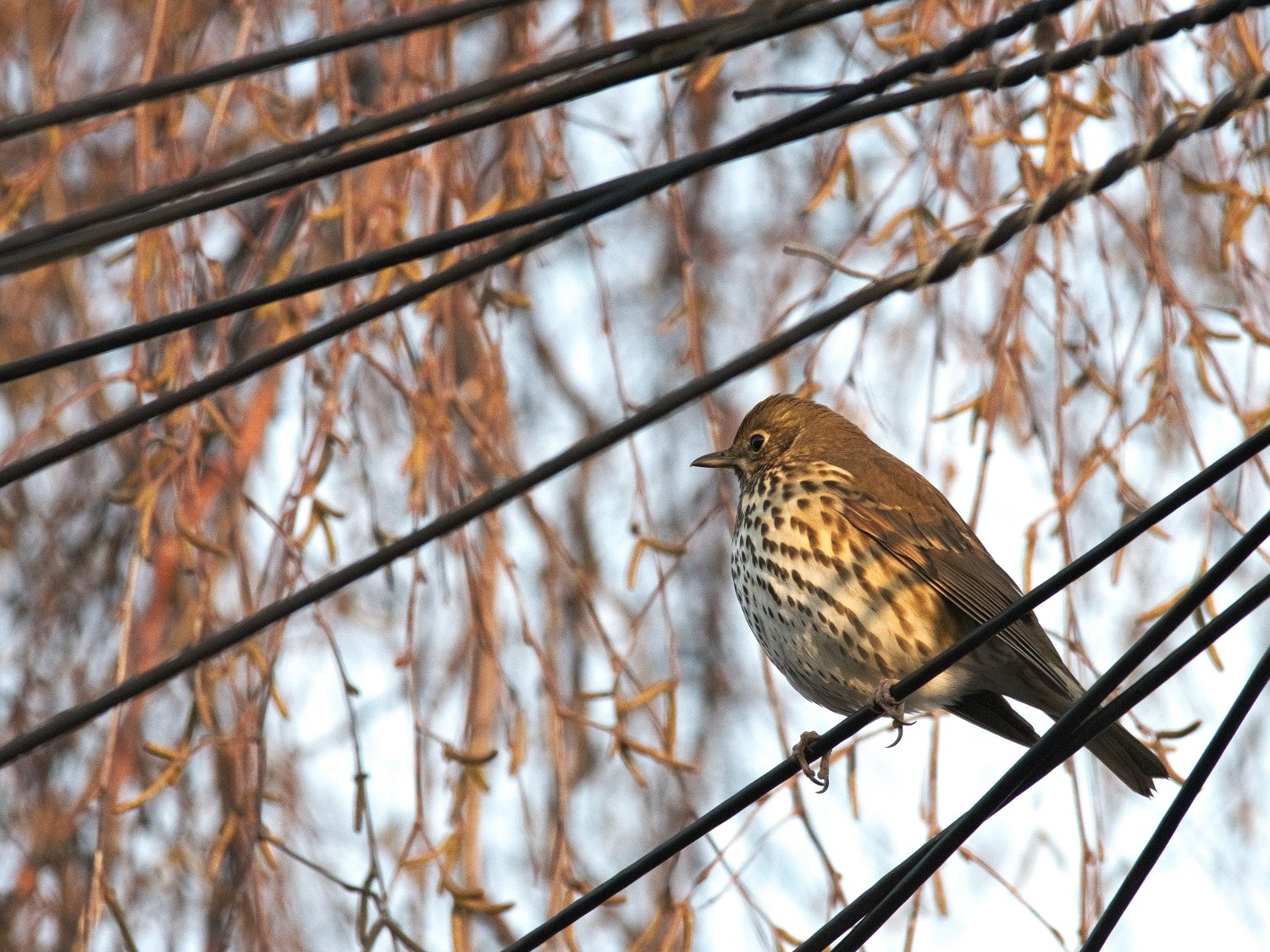 livebirdspoland_3b5ab9a3c96928298887b752ee0d0279.jpg
