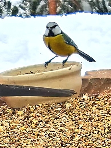 livebirdspoland_206bab20263d0687886deeb426c44f38.jpg