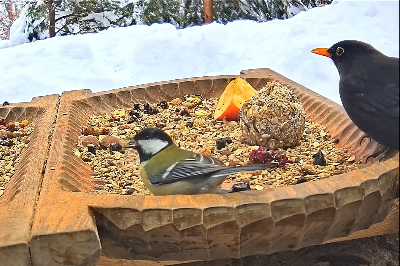 livebirdspoland_77de0534d956098e8263e17163e9203d.jpg