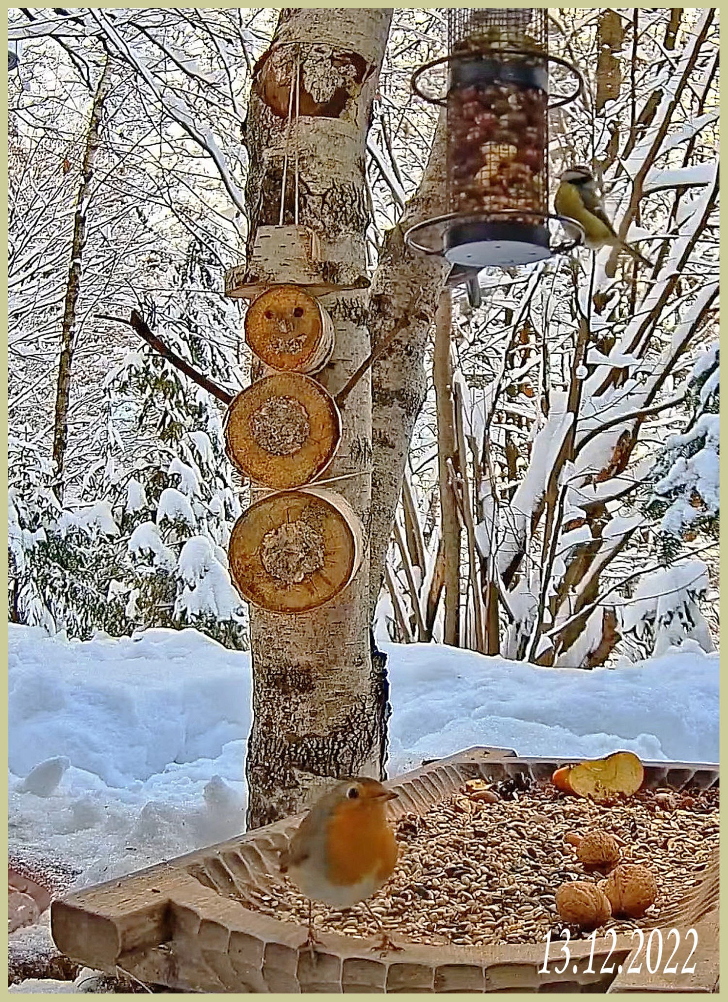 livebirdspoland_f9c235d5154892c4e3659f62d0ad77e7.jpg