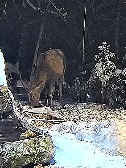 livebirdspoland_0c5973b1ba8e10b26273dfbd9f38285c.jpg