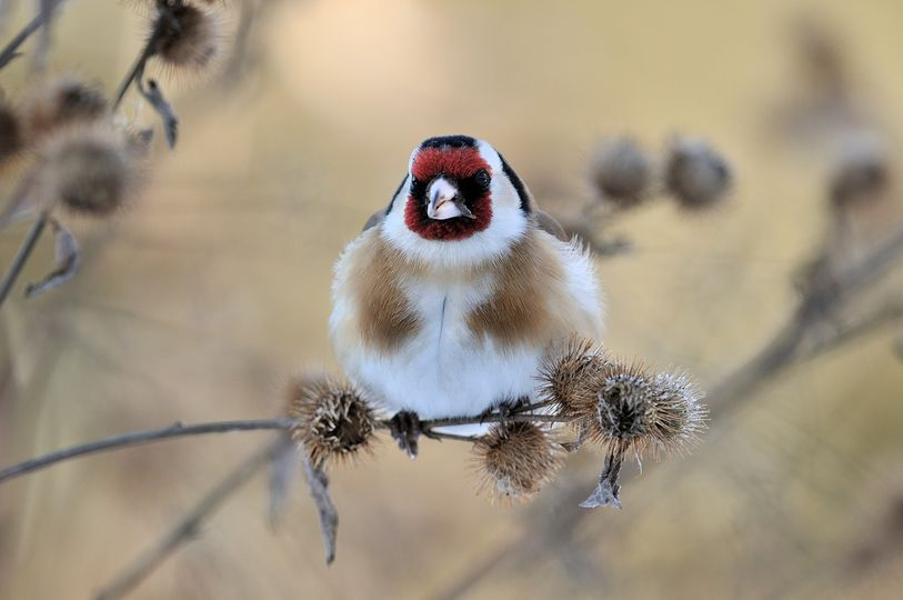 livebirdspoland_2ff4c33642c60601144224a5a6c8edc5.png