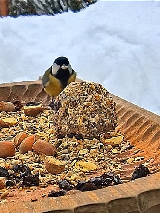 livebirdspoland_059ac8b7e5edb176460e5fbb8e3463bc.jpg