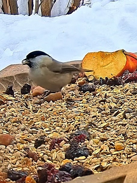 livebirdspoland_ba9969cf9cc38120bfe148a5062066a4.jpg
