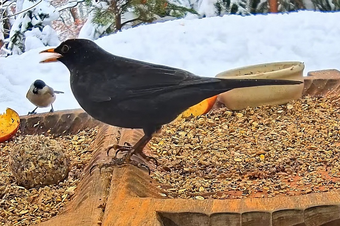 livebirdspoland_446ff33a950af26d0ac112fe1139e990.jpg