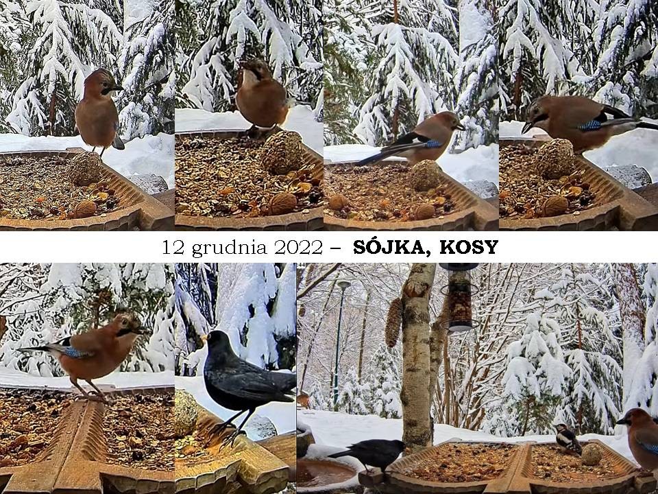 livebirdspoland_52bde3ac0f66eed686e45693cb22fd7a.jpg