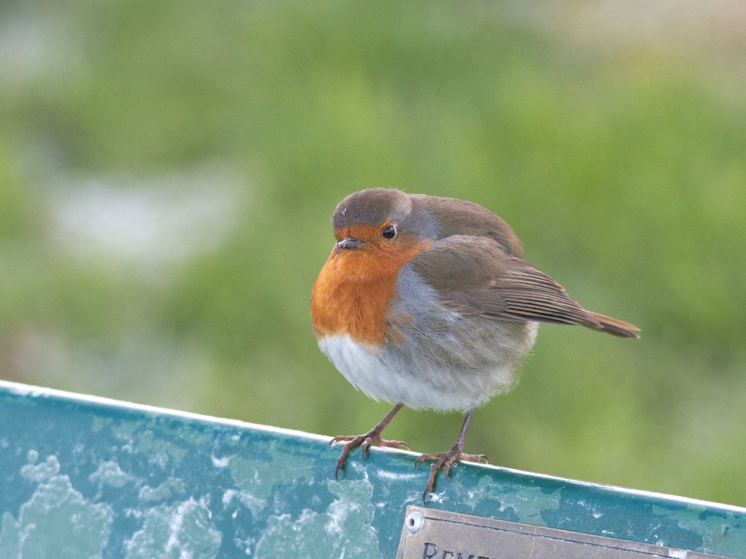 livebirdspoland_be7413faa533331a6649627b9e34c2ce.jpg
