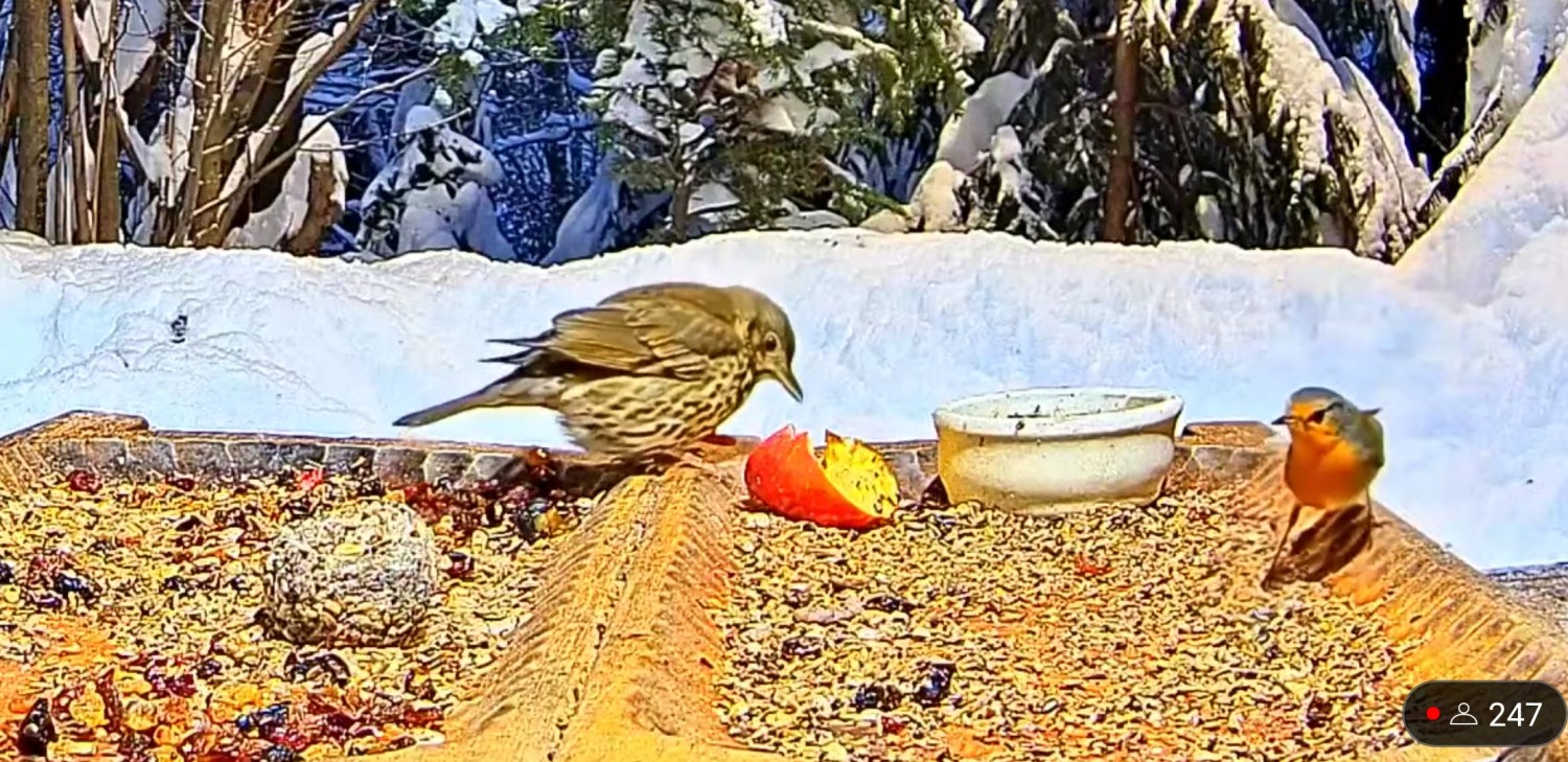 livebirdspoland_eb369d11e24fe89494db053669f9d75d.jpg