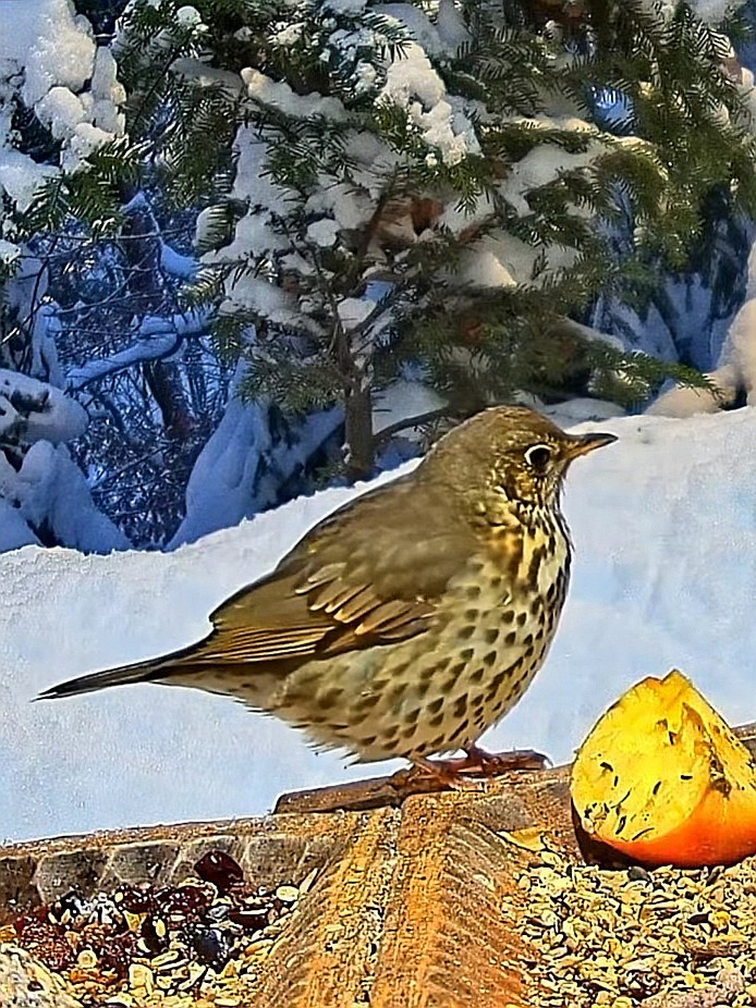 livebirdspoland_3ae3687bd99b3e3c51c3c1c90d8cc7a6.jpg