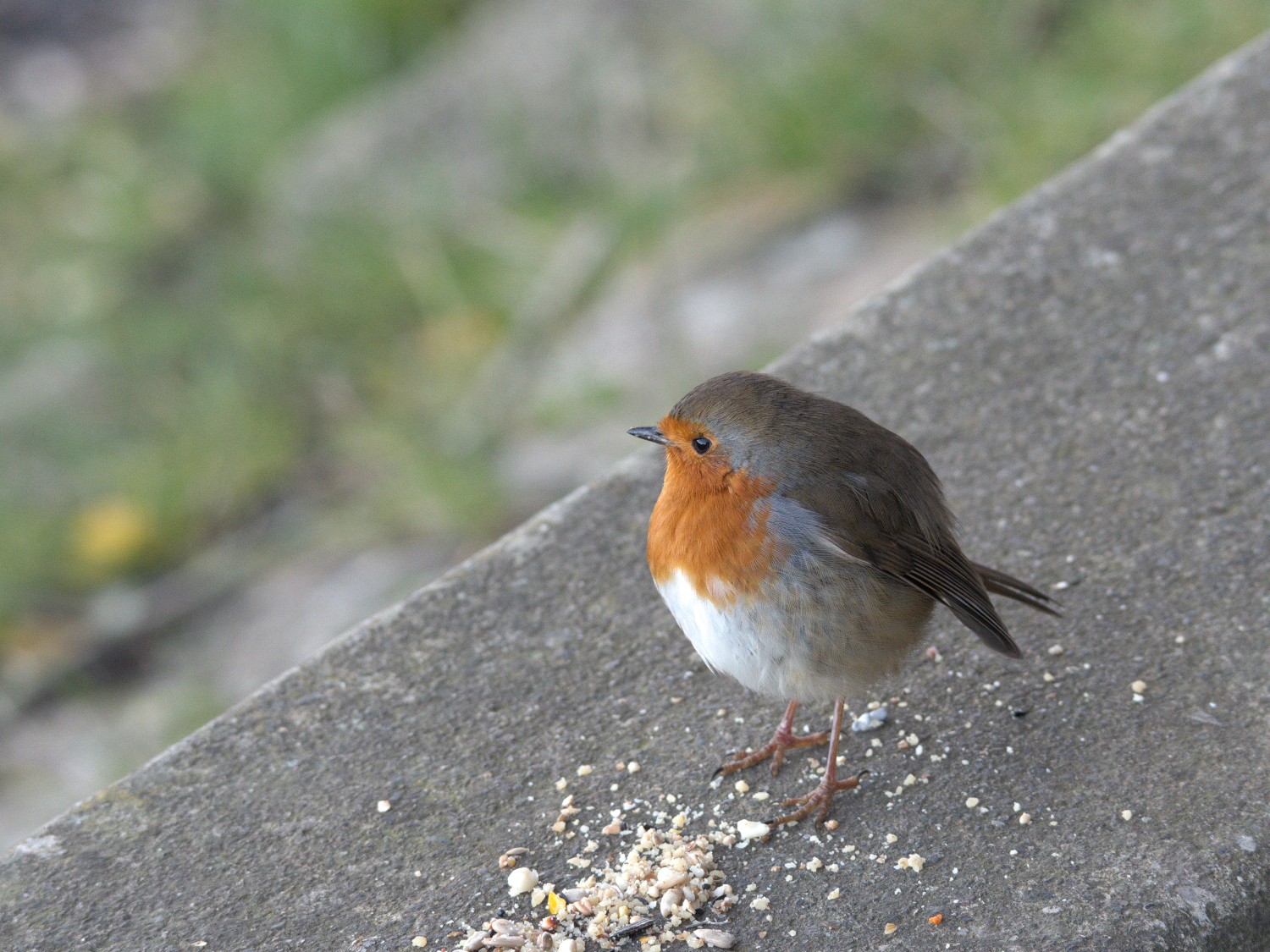 livebirdspoland_f7f60ff95f0c2279c18a5622d040345a.jpg