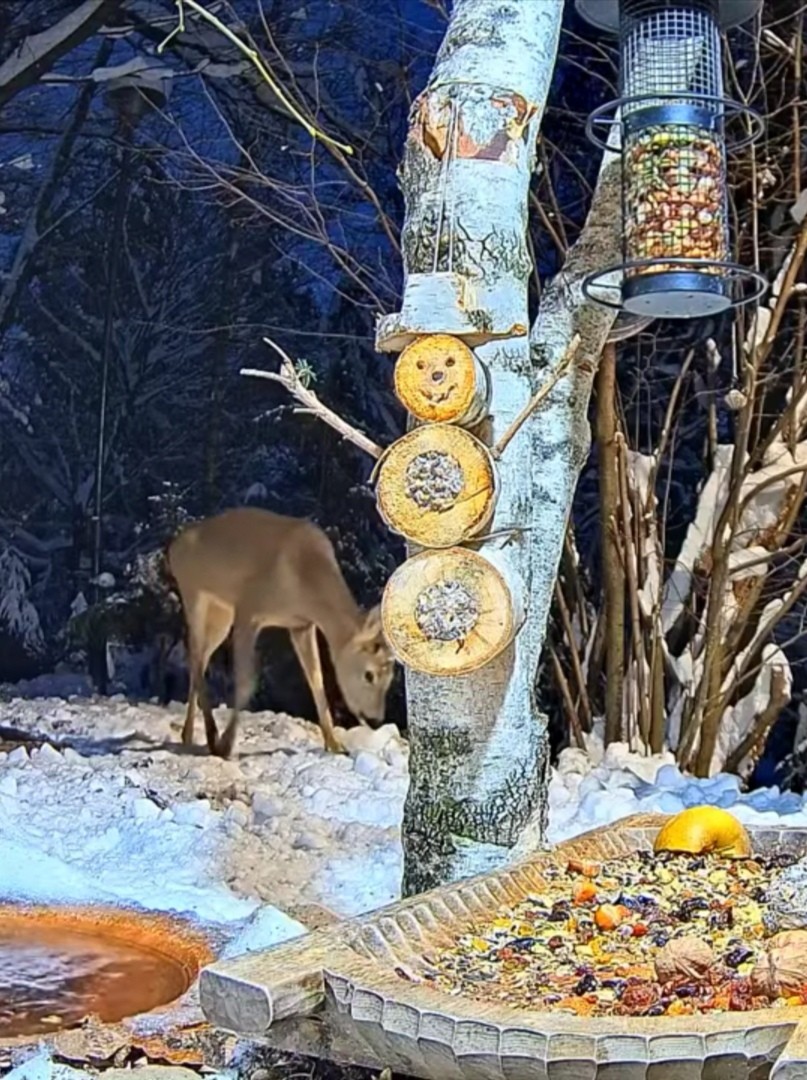 livebirdspoland_7de268c694ec348d3d85e06a126e82ed.jpg