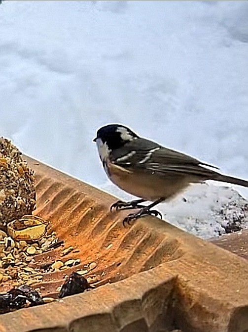 livebirdspoland_2a8ff61e79766dab93bee9902ac3af8a.jpg