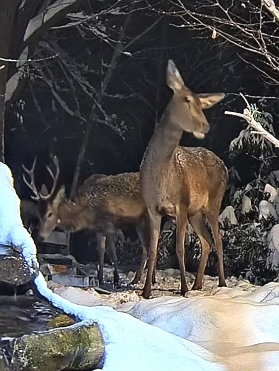livebirdspoland_5a4357574418cc402deb7f3b8170eec0.jpg