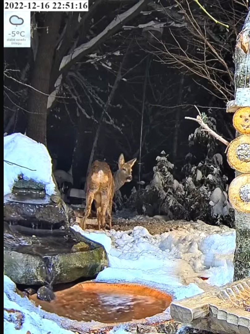 livebirdspoland_178936c873e783be88e498af876390ff.jpg