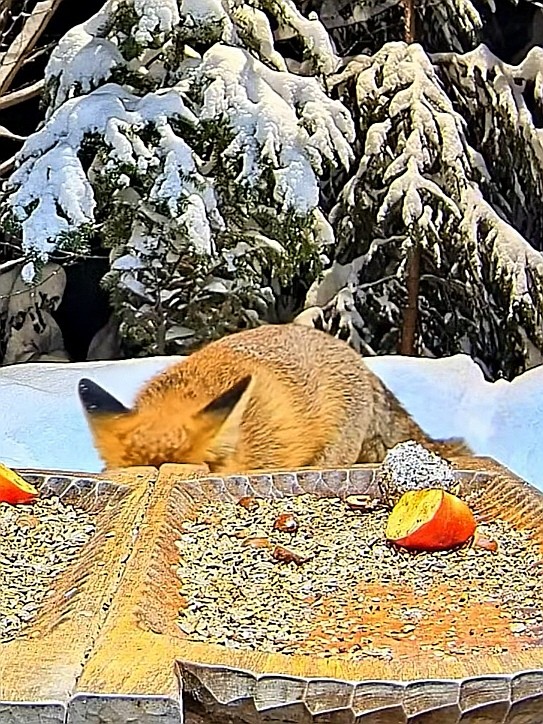 livebirdspoland_cbe05ffa3dfb4806a00f42856a79a2e8.jpg