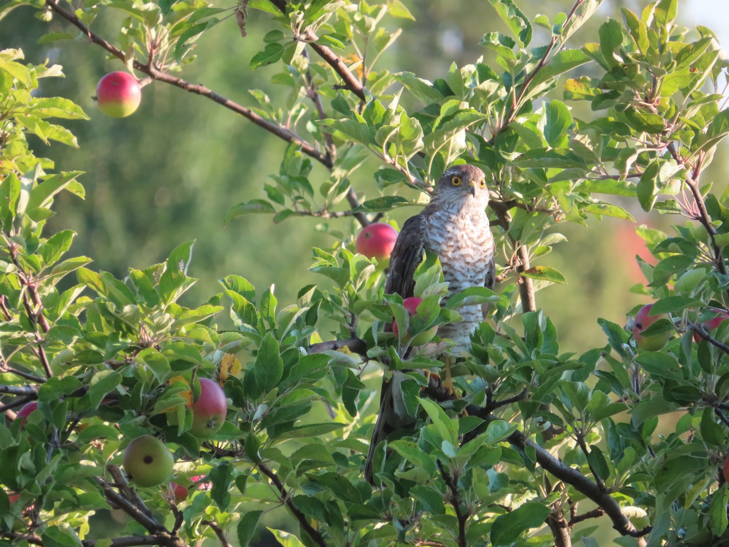 livebirdspoland_58349fe8b161119c7725ced6541203f3.jpg