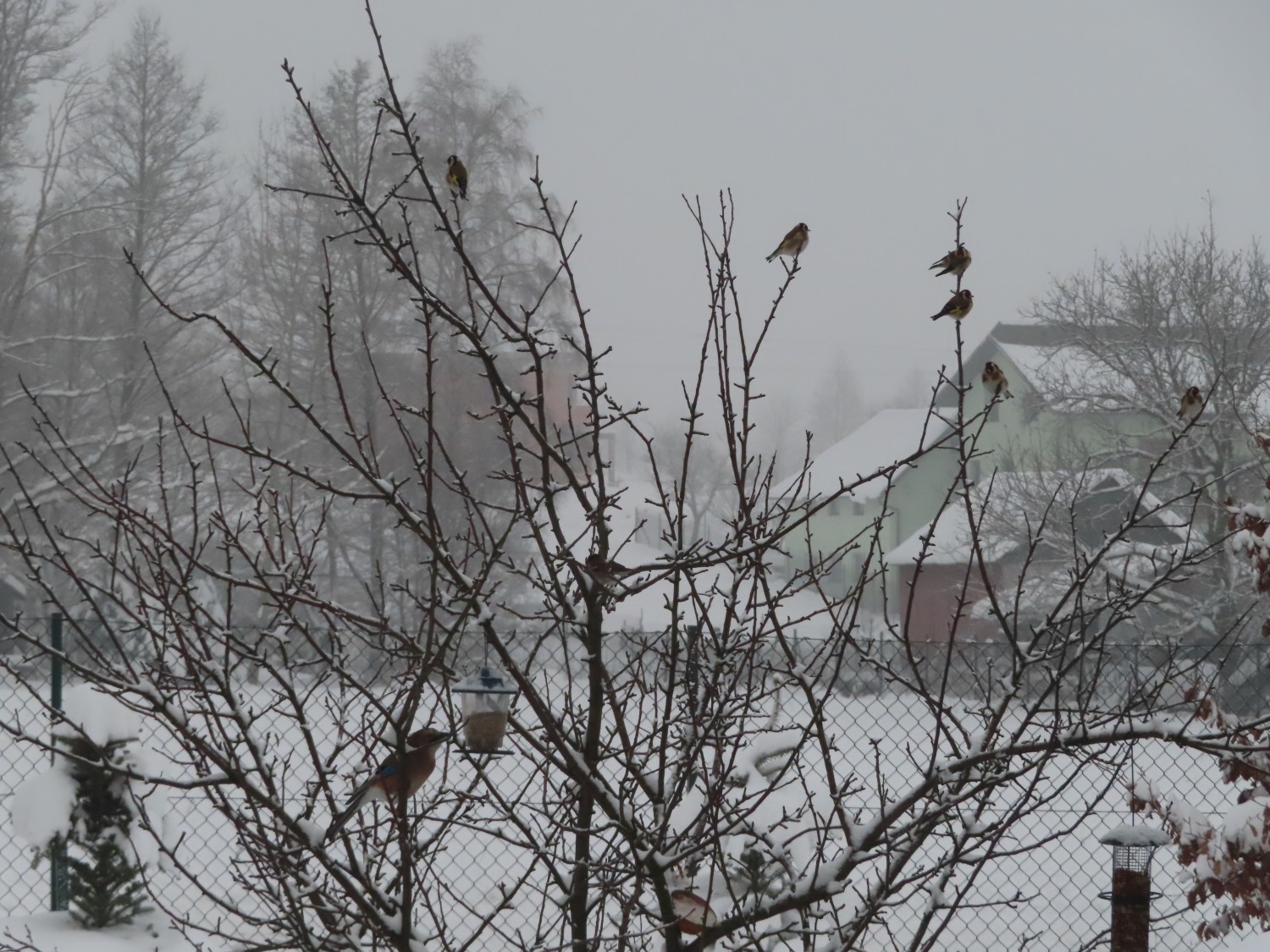 livebirdspoland_f38b02211d9a57d5681a575a6fd0e0cc.jpg