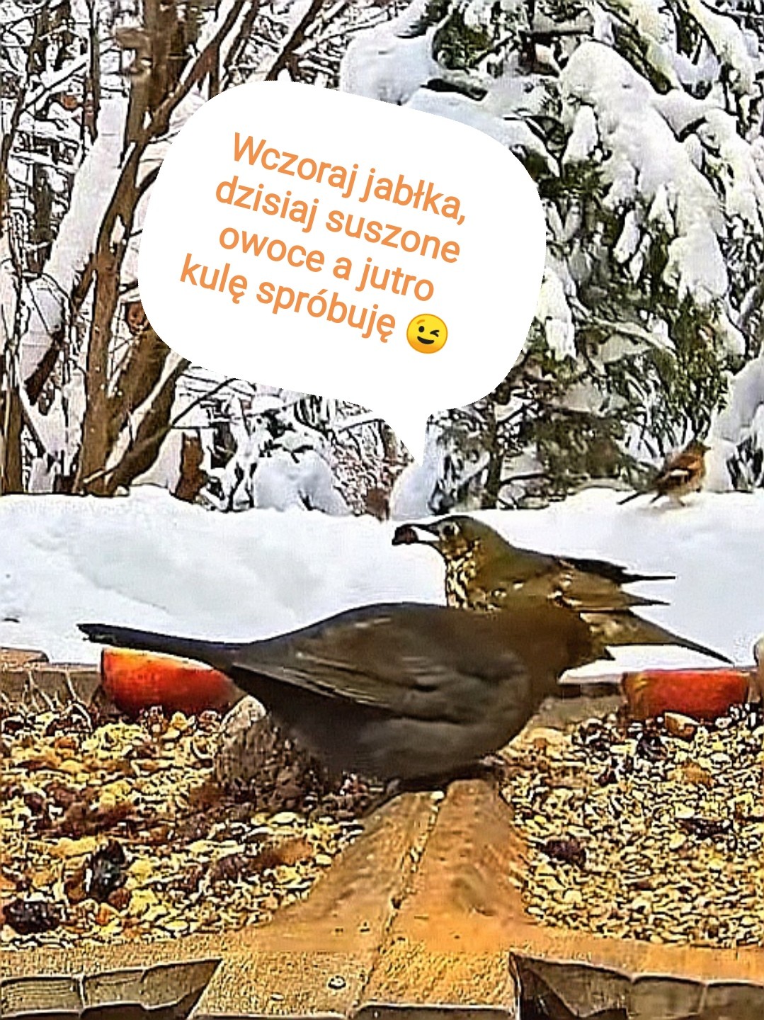 livebirdspoland_9665ed986b9c54cf1999a7c0bb51ab4b.jpg