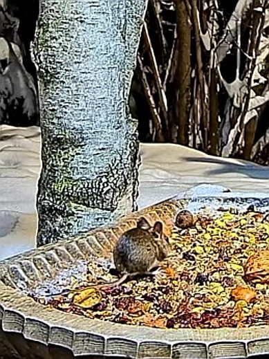 livebirdspoland_4f19b1d740d63670bdde8c4b1c22504d.jpg