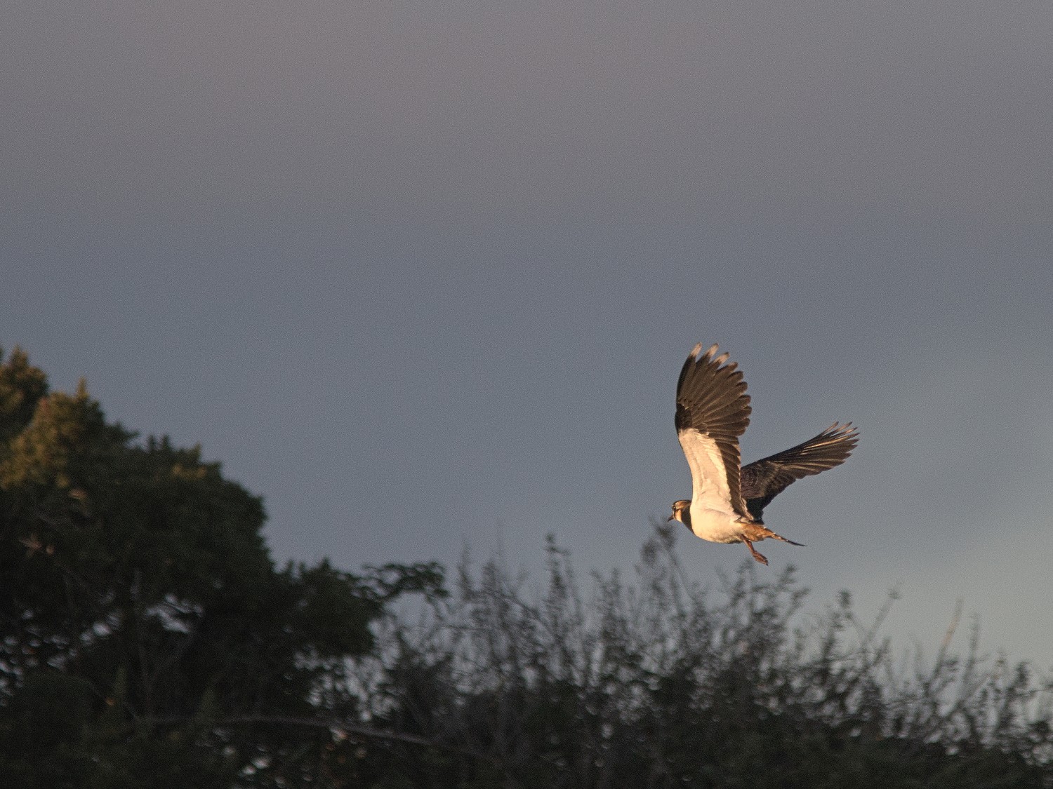 livebirdspoland_513a85356bfdc828c31f26327da75402.jpg