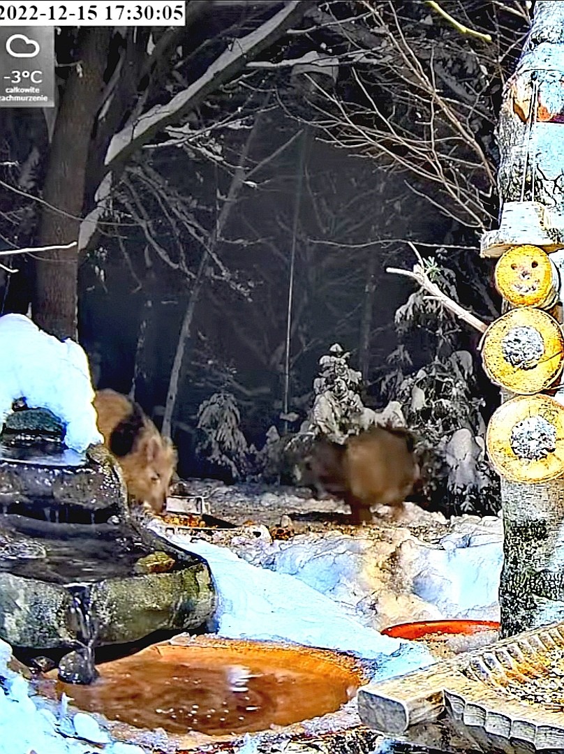 livebirdspoland_8b2fe0f66b80e77d5f07fc7dca642080.jpg