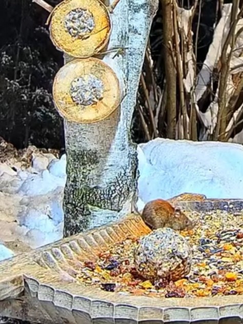 livebirdspoland_160c744f3978957ca00e1928e22b5fb6.jpg