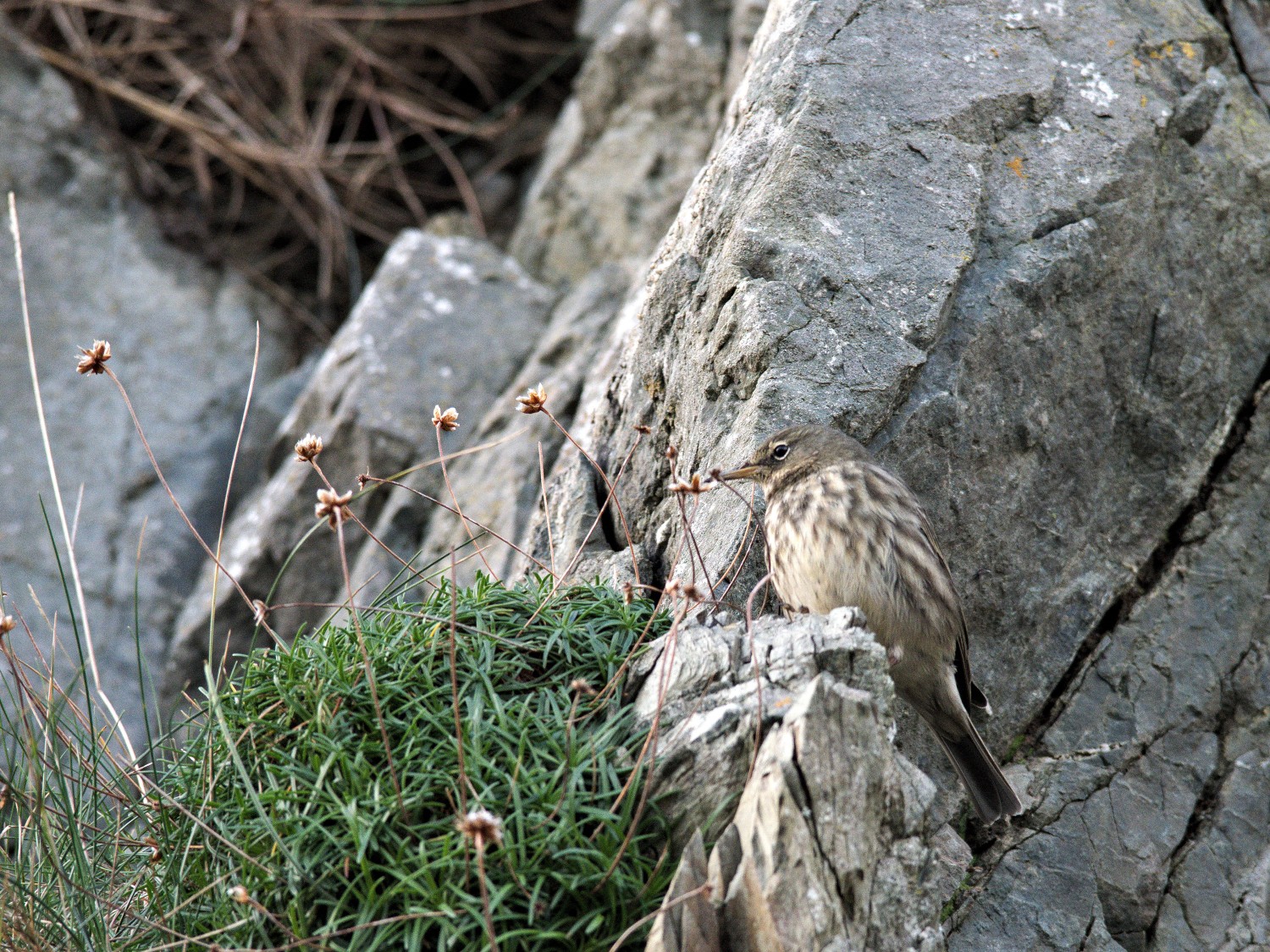 livebirdspoland_84a56f9012525620c6293564a1188395.jpg