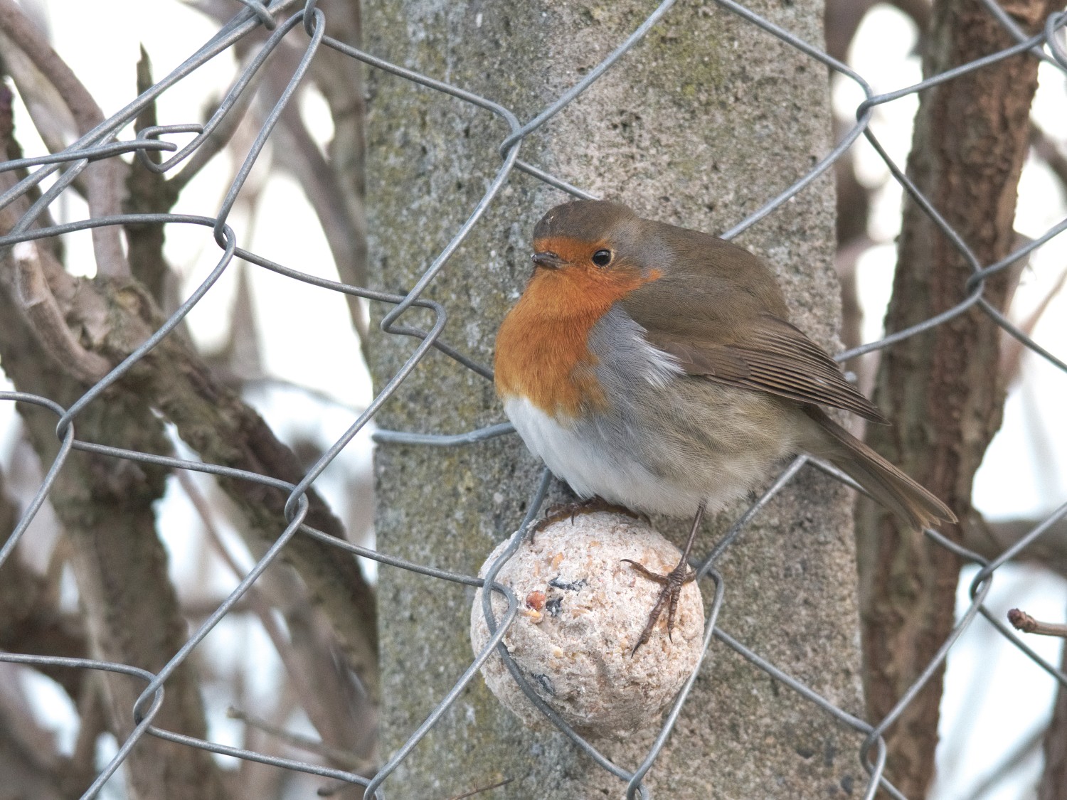 livebirdspoland_75f950989ddf8a2337deff7f1c4f9f87.jpg