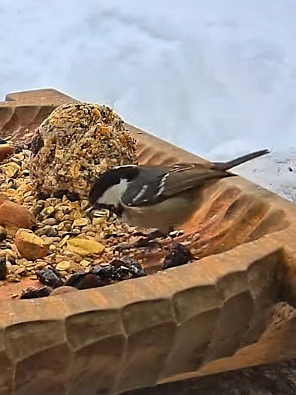 livebirdspoland_152adbef25d78d7535d6f5835481c71a.jpg