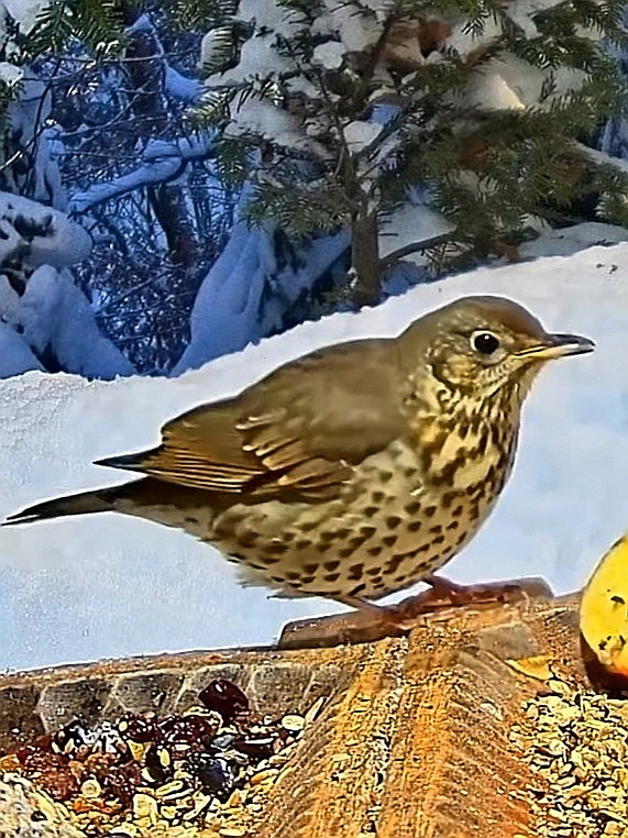 livebirdspoland_97f48192d4c7a241602d1211e0bce123.jpg