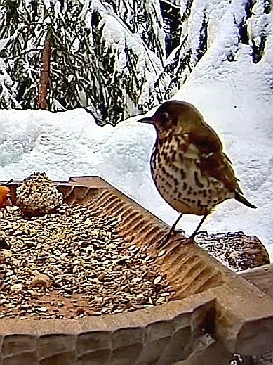 livebirdspoland_22f36b80e23aace36cefbeaf40ae6f98.jpg