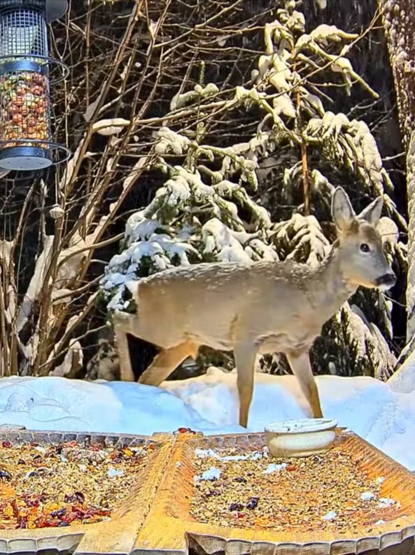 livebirdspoland_ab453527bb4b06ae47f2c17d97174cd4.jpg